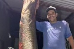 Thị trường - Tiêu dùng - Ngư dân bắt được con cá hải tượng long khổng lồ nặng 130kg trên sông