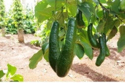Bơ 034 rớt giá chạm đáy: Từ “trái vàng” thành hàng giá rẻ, nông dân lao đao