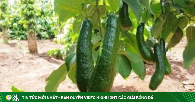 Bơ 034 rớt giá chạm đáy: Từ “trái vàng” thành hàng giá rẻ, nông dân lao đao