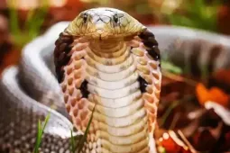 Vợ hút nọc rắn cứu chồng rồi cùng nhập viện vì ngộ độc