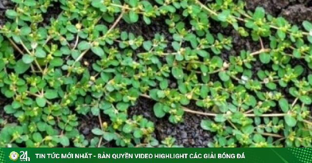Cây thuốc “nghìn rễ” lại đa công dụng, chẳng trồng vẫn mọc dại khắp vườn