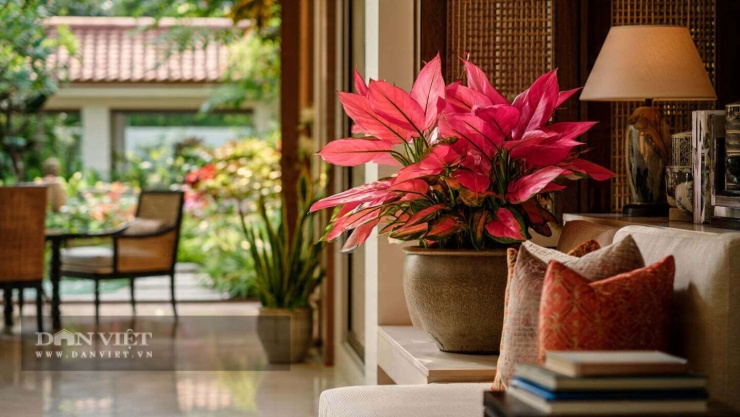 Cây cảnh vạn lộc rất đa dạng về sắc lá