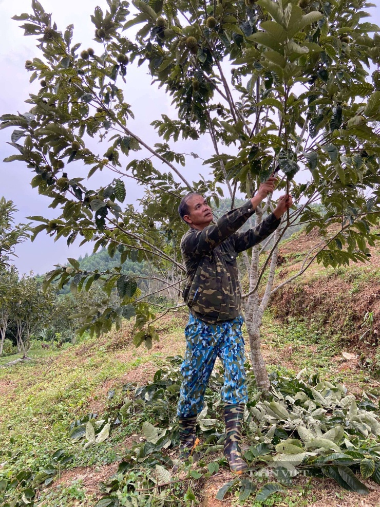 Ông Hà cẩn thận chăm sóc những cây hạt dẻ của gia đình. Ảnh: Hoàng Tính