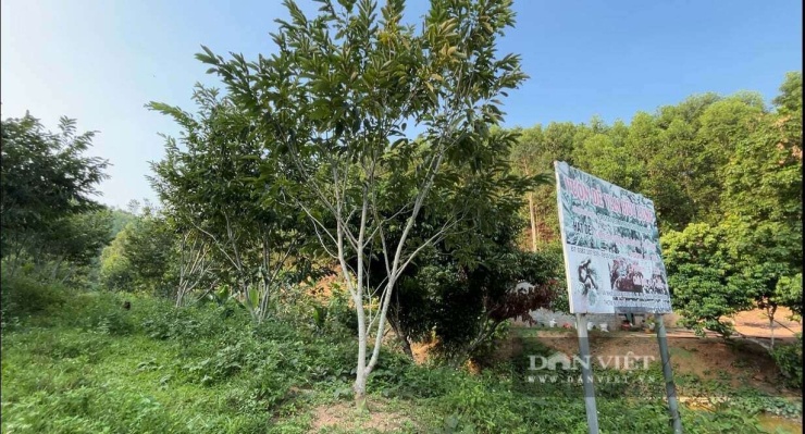 Những cây hạt dẻ ván Trùng Khánh sinh trưởng, phát triển tốt trên vườn bãi ở xã Tuấn Sơn, tỉnh Lạng Sơn. Ảnh: Hoàng Tính