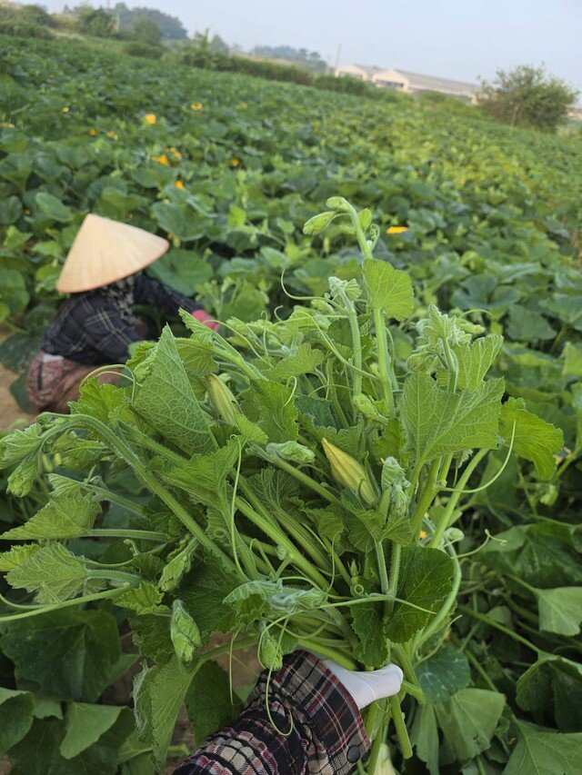 Ngoài quả, rau, hoa bí cũng là nguyên liệu để chế biến nhiều món ngon. Ảnh HM