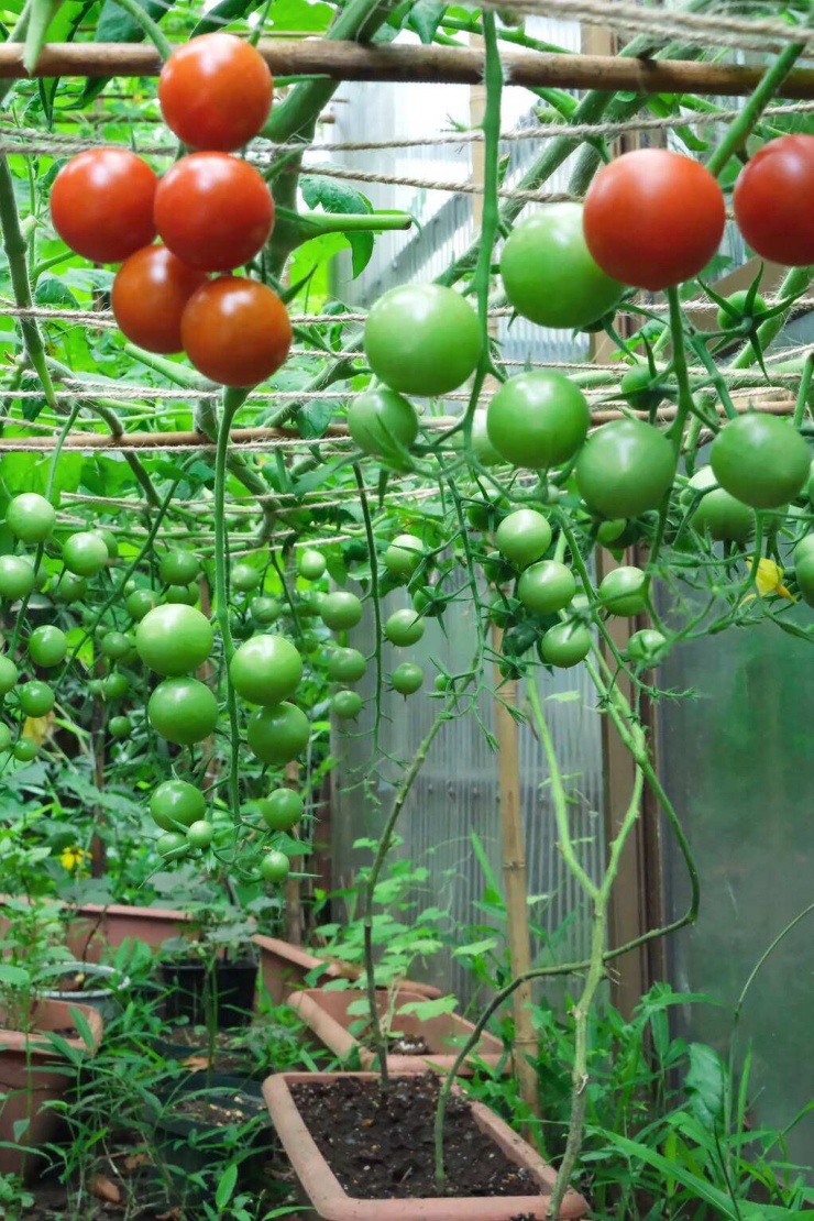 Sau vài vụ gieo trồng, Nhân thấy cà chua là loại cây hợp nhất với khí hậu nơi anh sống. Vụ gần đây, anh thu hoạch được nhiều rau củ như cà chua, mướp đắng, dưa leo, trong đó cà chua cho nhiều quả nhất. Những nguyên liệu tự trồng đôi khi được anh đưa vào các bữa cơm hàng ngày.