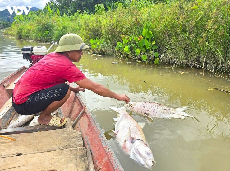 Những con cá tự nhiên nặng khoảng 8 kg chết trôi nổi trên sông Lam. (Ảnh: Minh Châu).