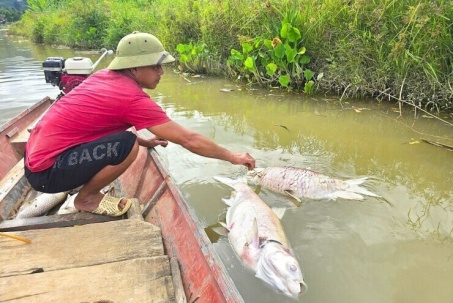 Cá nuôi, cá tự nhiên chết hàng loạt trên sông Lam ở Nghệ An