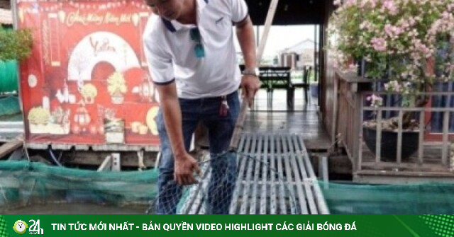Kiếm tiền tỷ từ mô hình nuôi cá kết hợp du lịch trên sông Hậu