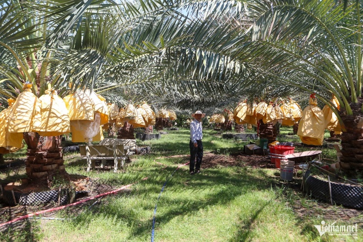 Vườn chà là 85 cây đủ màu sắc của ông Tân ở Khánh Hòa. Ảnh: Xuân Ngọc&nbsp;
