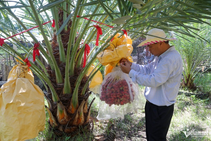 Ông Tân đi dọc các hàng chà là, kiểm tra từng gốc cây, quan sát độ chín của từng buồng quả. Ảnh: Xuân Ngọc