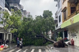 Móng Cái gió giật cấp 11, cây bật gốc, nhà tốc mái
