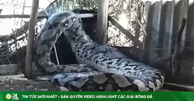 Người nông dân dùng dây thòng lọng bắt trăn siêu khổng lồ "đột nhập" trang trại khiến dân mạng dậy sóng