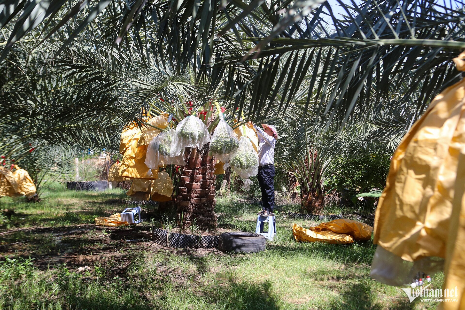 Những buồng chà là đủ màu sắc cho trái trĩu nặng. Ảnh: Xuân Ngọc
