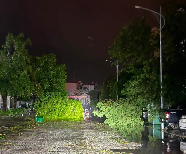 Hàng loạt cây xanh tại Móng Cái gãy đổ sau khi bão số 1 quần thảo suốt đêm.