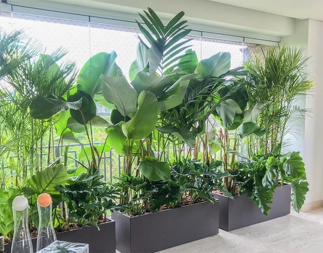 Việc trồng cây xanh ở ban công cũng cần phải lưu ý. Ảnh: MH