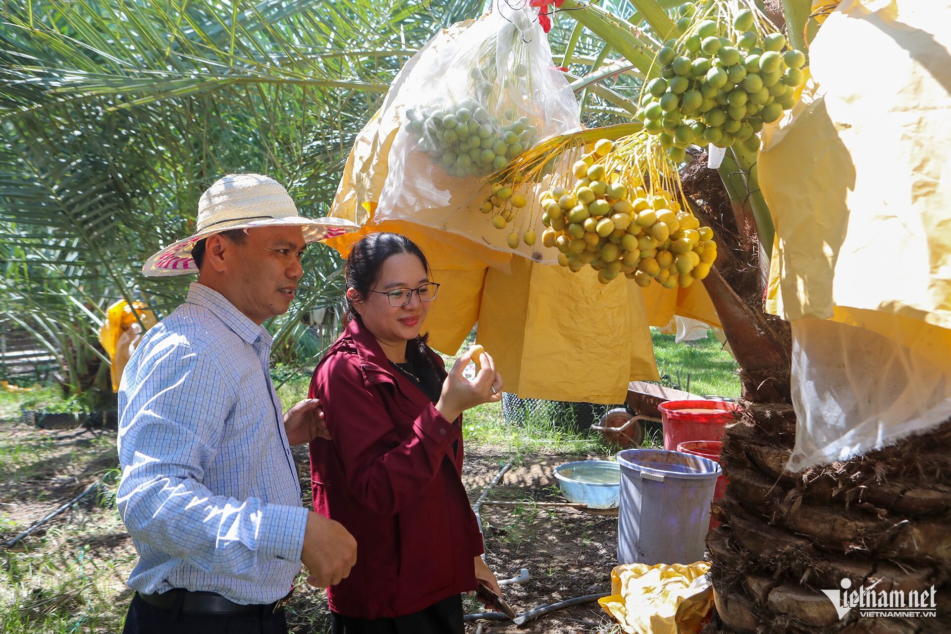 Những buồng chà là đủ màu sắc cho trái trĩu nặng. Ảnh: Xuân Ngọc