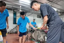 Chủ khách sạn ở Cô Tô mổ lợn rừng đãi gần 50 du khách mắc kẹt vì bão