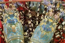 Trung Quốc mua mạnh, tôm hùm Việt rộng cửa gia nhập 'câu lạc bộ' tỷ USD