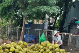 Giá sầu riêng lại lao dốc