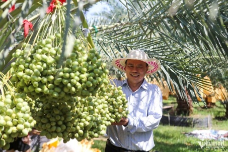 Vườn chà là ‘ngoại’ trĩu quả ở Khánh Hòa, giá hơn nửa triệu đồng/kg