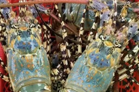 Trung Quốc mua mạnh, tôm hùm Việt rộng cửa gia nhập 'câu lạc bộ' tỷ USD