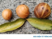 Tai chua có tác dụng gì mà được dân gian tin dùng?