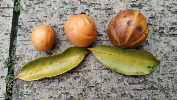 Tai chua là loài cây mọc phổ biến ở các tỉnh phía Bắc và từ lâu đã được người dân sử dụng như một vị thuốc trong y học cổ truyền