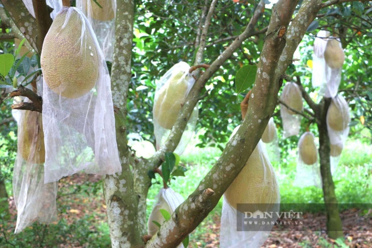 Mỗi cây mít ruột đỏ Indonesia cho nhiều quả, trong đó có nhiều quả đạt kích thước lớn, mẫu mã đẹp, được thị trường ưa chuộng.