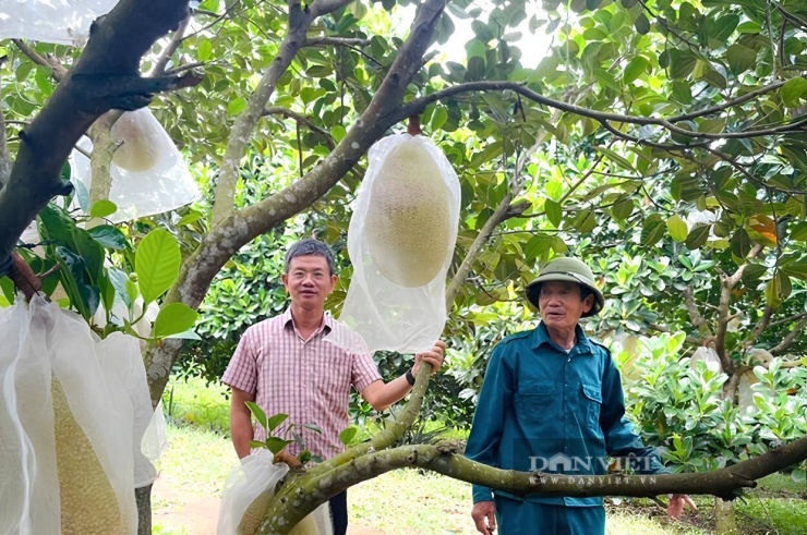 Ông Trần Tiến Sỹ - Chủ tịch Hội Nông dân tỉnh Quảng Trị thăm, đánh giá cao mô hình trồng mít ruột đỏ của&nbsp;ông Nguyễn Văn Diệm ở xã Nam Trạch, tỉnh Quảng Trị.