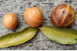Tai chua có tác dụng gì mà được dân gian tin dùng?