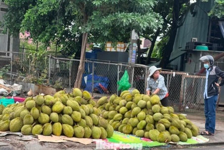 Giá sầu riêng lại lao dốc