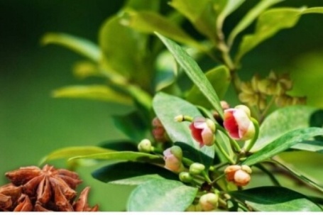 Hoa "nghìn tỷ" giúp Việt Nam giữ ngôi vương xuất khẩu