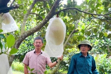 Trồng thứ mít lạ, quả to bự, "thịt đỏ au, cắn ngọt lừ", một nông dân Quảng Bình, nay là Quảng Trị "cầm" 600 triệu/năm
