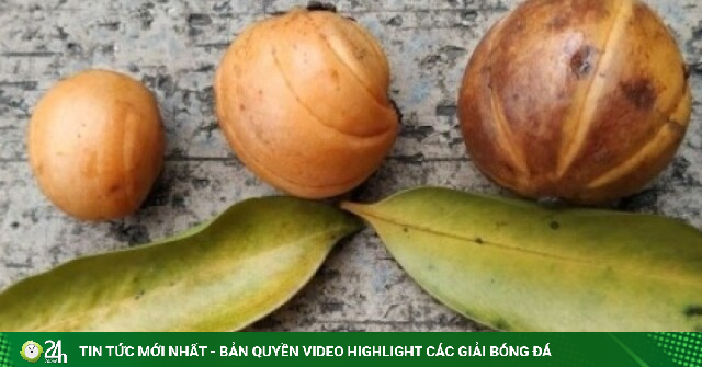 Tai chua có tác dụng gì mà được dân gian tin dùng?