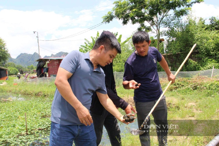 Anh Nhuận (bên trái ảnh) kiểm tra tình hình sinh trưởng và phát triển của ốc nhồi. Ảnh: Hoàng Tính