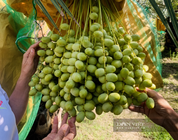 Những buồng chà là tươi, sai trĩu, có màu sắc bắt mắt được trồng tại TP.HCM. Ảnh: N.D