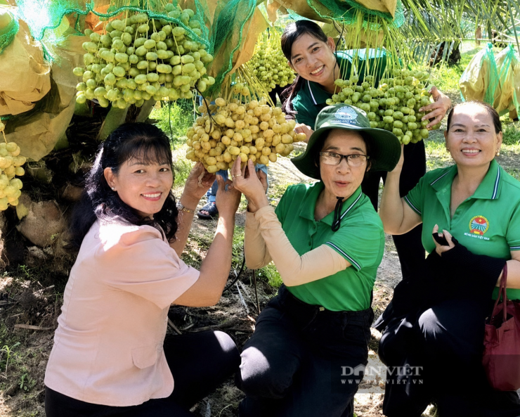 Nông dân xã Dầu Tiếng thăm mô hình trồng chà là ở ấp Đồng Sến. Ảnh: N.D