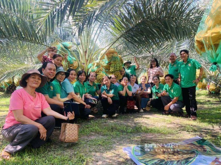 Những buồng chà là tươi, sai trĩu, có màu sắc bắt mắt được trồng tại TP.HCM. Ảnh: N.D