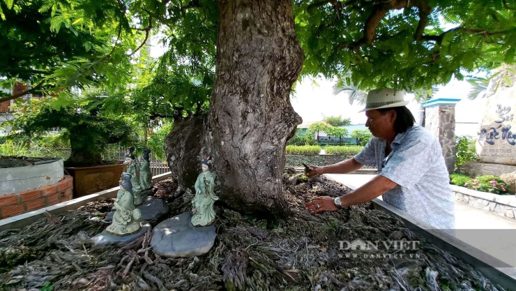 Một cây me bonsai là một cây cổ thụ đã được thu nhỏ. Ảnh: T.Đ