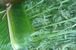 Loại rau dại trước bỏ đi nay là đặc sản giá 200.000 đồng/kg được người Trung Quốc xem là 'rau trường thọ', sang tận nơi để thu mua