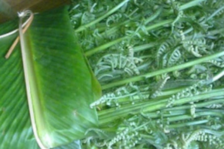 Loại rau dại trước bỏ đi nay là đặc sản giá 200.000 đồng/kg được người Trung Quốc xem là 'rau trường thọ', sang tận nơi để thu mua
