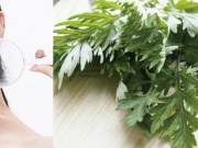 Cách trị mụn bằng ngải cứu hiệu quả an toàn không để lại vết thâm