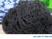 Vị thuốc quý ai nhìn vào cũng sợ, ăn vào lại bổ dưỡng chẳng kém nhân sâm, tổ yến