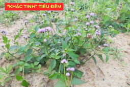Tin tức sức khỏe - Ít ai biết: Loài hoa quen thuộc này lại là “khắc tinh” của phì đại tiền liệt tuyến, giúp giảm tiểu đêm rõ rệt
