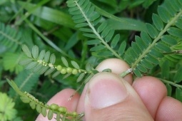 Vì sao gọi là cây chó đẻ?