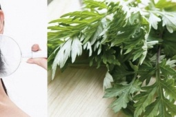 Cách trị mụn bằng ngải cứu hiệu quả an toàn không để lại vết thâm