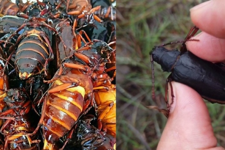 Loài côn trùng đang được săn đón có giá 3,3 triệu đồng/kg, chủ trại thu tiền tỷ