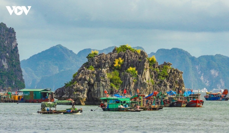 Hoa nở đồng loạt khắp các đảo đá trên vịnh cũng như các núi đá ven bờ. Sắc vàng cốm của hoa, sắc xanh của cây lá hoà cùng với màu đá xám, của biển trời và những con thuyền khiến bức tranh thiên nhiên càng thêm trữ tình.