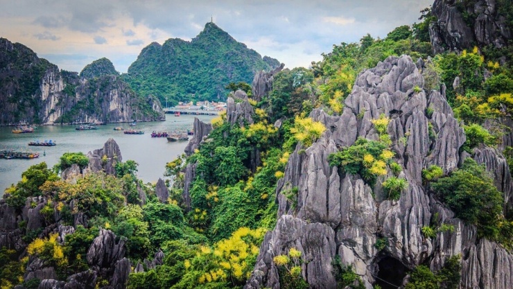 Ngay sau khi bão số 1 (Maysak) qua đi, người dân khu vực ven biển vịnh Hạ Long (tỉnh Quảng Ninh) ngỡ ngàng khi thấy hoa phất dụ núi nở rộ trên các đảo đá (Ảnh: CTV)